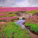Kaas Plateau